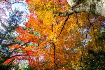 紅葉のある風景