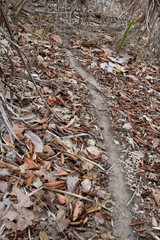 Blattschneiderameisenweg zwischen braunem Laub im brasilianischen Pantanal