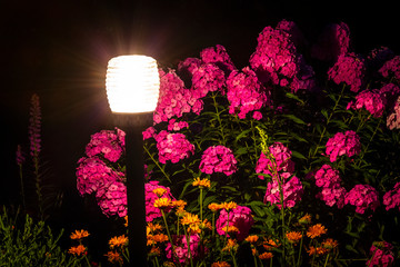 The garden lamp shines in a flower bed in a night garden.