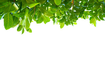 Asian tropical green leaves that isolated on a white background