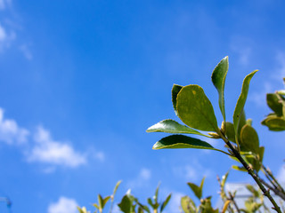 青空と葉