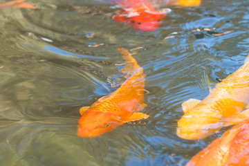 koi fish in pond soft focus