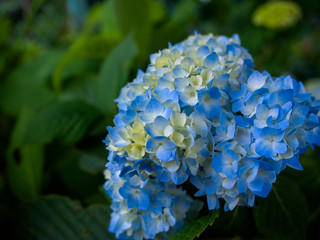 紫陽花