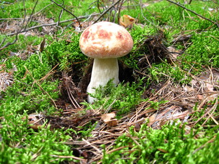 beautiful landscape with mushroom