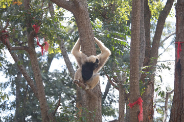 Monkeys climbing trees in the zoo