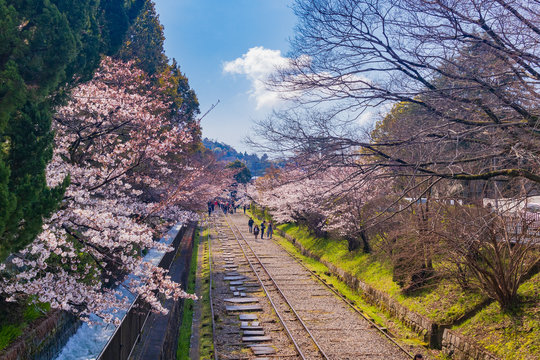 Cherry blossoms in Keage Incline (the abandoned railway)