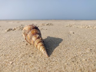 sea shell on the beach