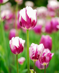 pink tulips in the garden