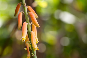 Macro image of Aloe vera flower in natural condition.