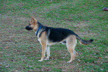 Naklejka na ściany i meble Profile of German Shepherd puppy