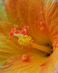 Fototapeta na wymiar orange flower