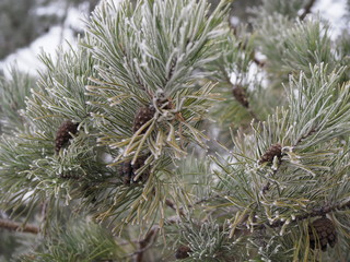 Naklejka na ściany i meble pine branch with long needles and a cone in the frost.