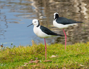 A Pair of Black-Winged Stilts