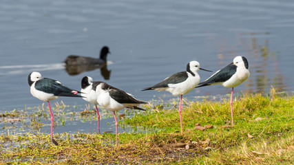 A Group of Black-Winged Stilts
