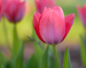 Naklejka premium pink tulips in the garden