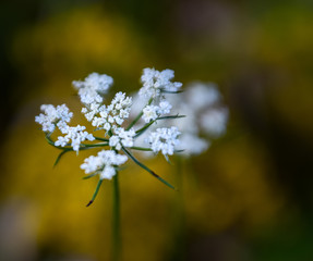 Obraz premium Wild flowers