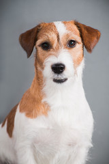 white-red dog breed Jack Russell Terrier on a gray background