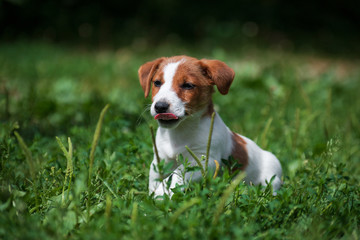 Jack Russell Terrier white and red-haired puppy walks on  grass