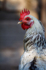 Closeup of a rooster in the chicken coop in a farmyard