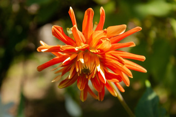 Yellow-orange dahlia flower lit by the sun in the summer garden.