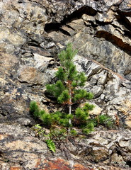 Spruce in the rock