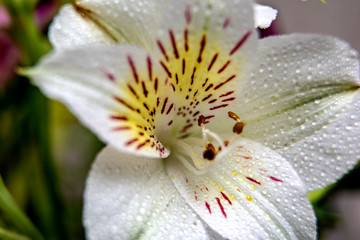 White flower in soft light with a drops of water / Macro photo of alstroemeria / Spring and summer design