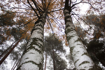 Birches looking to the sky.