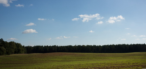 Autumn field with green streaks of shoots.