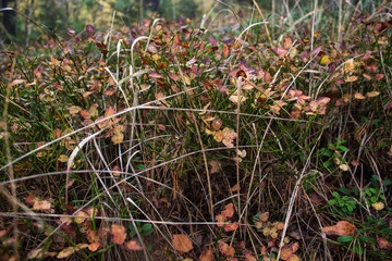 Forest grass in autumn as a bright background.
