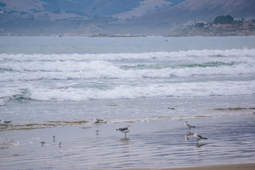 seagulls on the beach