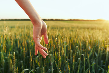 woman in field of wheat