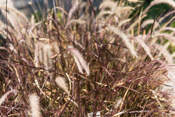 dry grass with fluffy spikelets on the field