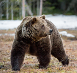 Close up portrait of adult male Brown Bear on a snow-covered swamp in the spring forest. Eurasian...