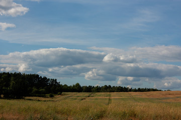 Summer landscape with a field in blooming grass, forest and a big blue sky in the clouds.