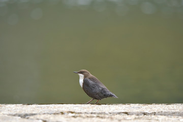 White-throated dipper. Cinclus cinclus near the water