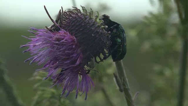 Cotinis nitida, green June beetle, June bug, June beetle, beetle of family Scarabaeidae, sitting on thistle flower bud. Macro view insect in wildlife