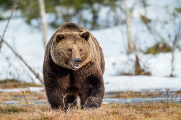 Close up portrait of adult male Brown Bear on a snow-covered swamp in the spring forest. Eurasian brown bear  (Ursus arctos arctos)