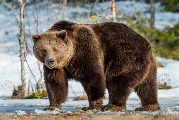 Naklejka na ściany i meble Close up portrait of adult male Brown Bear on a snow-covered swamp in the spring forest. Eurasian brown bear (Ursus arctos arctos)