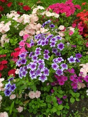 Obraz premium beautiful multi-colored small flowers with green leaf