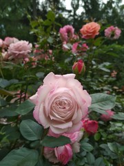 Beautiful pink and orange roses