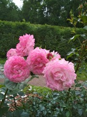Beautiful light and dark pink roses