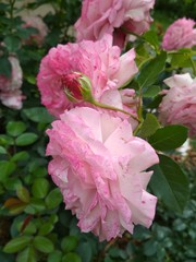 Fototapeta premium Beautiful light and dark pink roses. It can be used for printing on postcards, in printed materials for children, souvenirs, etc.