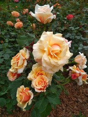 Beautiful light orange roses and green  leaf