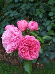 Beautiful light and dark pink roses with leaf