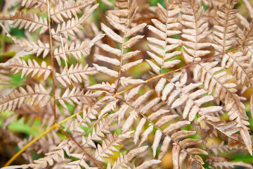 Naklejka na ściany i meble Yellow autumn fern leaves, closeup. Natural floral background