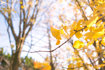 紅葉したイチョウの葉