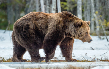 Close up portrait of adult male Brown Bear on a snow-covered swamp in the spring forest. Eurasian...