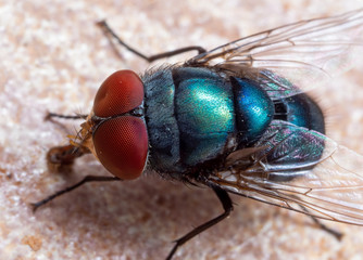 Macro Photo of Blue Blow Fly on The Floor