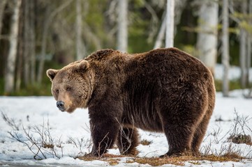 Close up portrait of adult male Brown Bear on a snow-covered swamp in the spring forest. Eurasian...