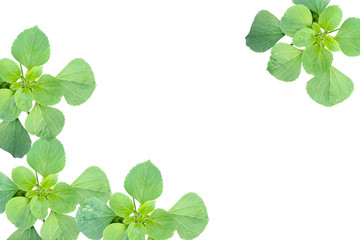 Green leaf, isolated  white background